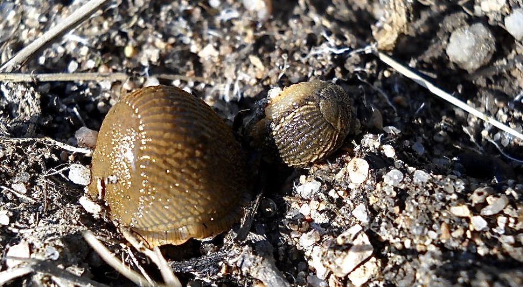 In un orto della Sardegna Nord-Orientale: Diversibipalium cfr. multilineatum